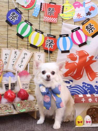 20240713シロくん